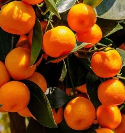 Mandarin Orange Fruit Tree Seedling