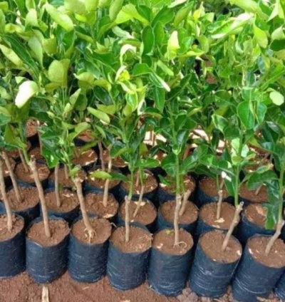 Sunkist Orange Fruit Tree Seedling