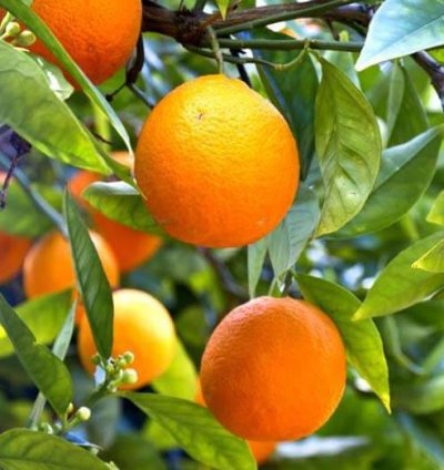 Sunkist Orange Fruit Tree Seedling