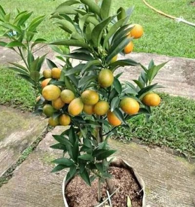 Nagami Orange Fruit Tree Seedling