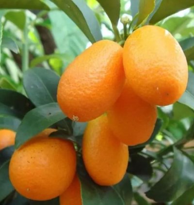 Nagami Orange Fruit Tree Seedling