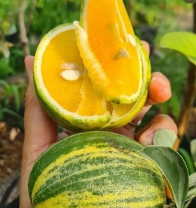 Sunkist Variegata Orange Fruit Tree Seedling