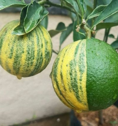Sunkist Variegata Orange Fruit Tree Seedling