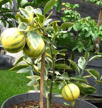 Sunkist Variegata Orange Fruit Tree Seedling