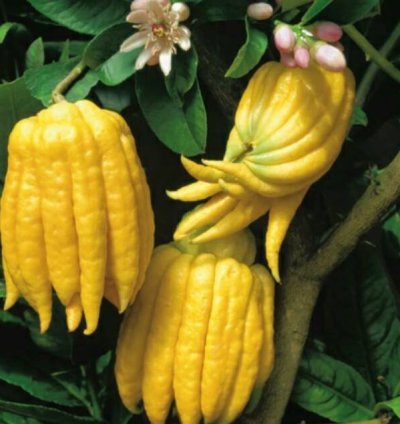 Buddha's Hand Orange Fruit Tree Seedling