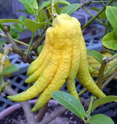 Buddha's Hand Orange Fruit Tree Seedling
