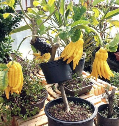 Buddha's Hand Orange Fruit Tree Seedling