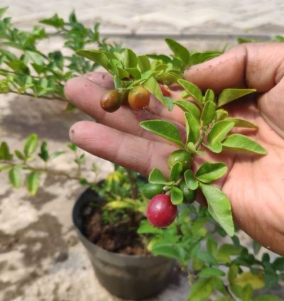 Kingkit Orange Fruit Tree Seedling