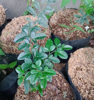 Kingkit Orange Fruit Tree Seedling
