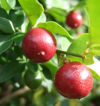 Kingkit Orange Fruit Tree Seedling