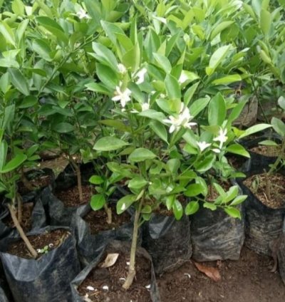 Kasturi Orange Fruit Tree Seedling