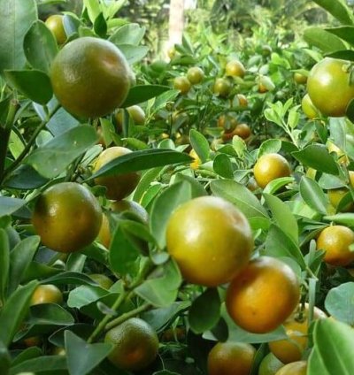 Kasturi Orange Fruit Tree Seedling