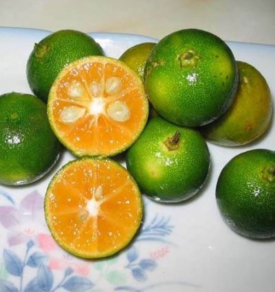 Kasturi Orange Fruit Tree Seedling