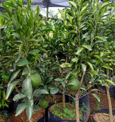 Dekopon Orange Fruit Tree Seedling