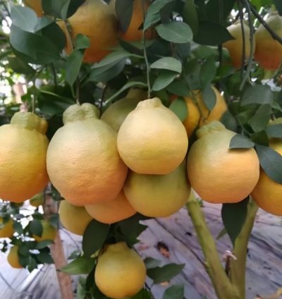 Dekopon Orange Fruit Tree Seedling