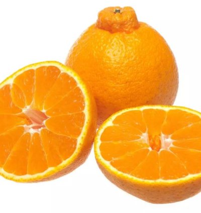 Dekopon Orange Fruit Tree Seedling