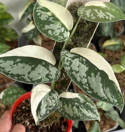 Scindapsus Simbara Variegated – Unique Exotic Tropical Foliage Plant, Easy Care for Indoor & Outdoor