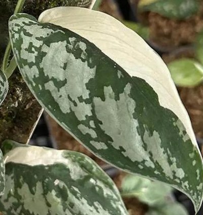 Scindapsus Simbara Variegated – Unique Exotic Tropical Foliage Plant, Easy Care for Indoor & Outdoor