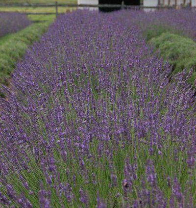 Phenomenal Lavender