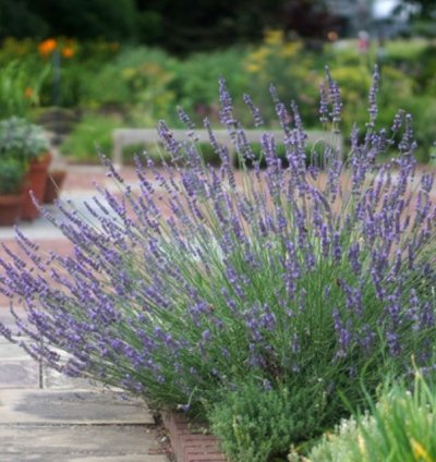 Phenomenal Lavender