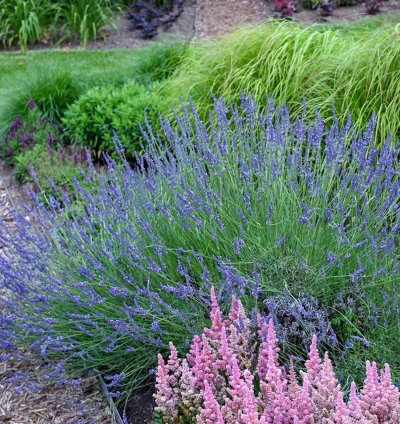 Phenomenal Lavender
