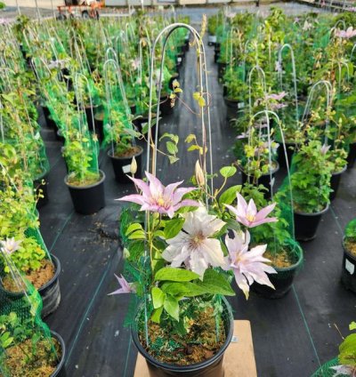 Samaritan Jo Clematis