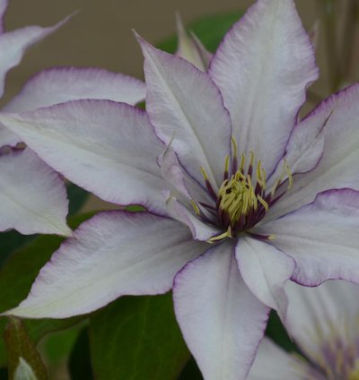 Samaritan Jo Clematis