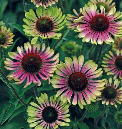 Green Twister Coneflower