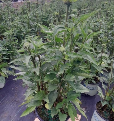 Green Twister Coneflower