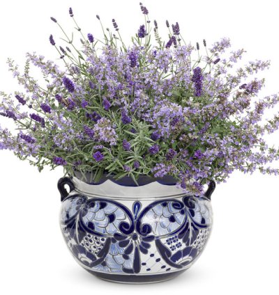 Cats Meow Catmint