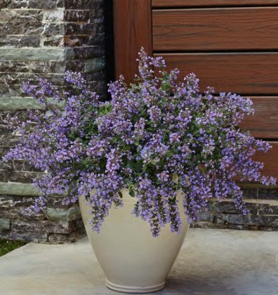 Cats Meow Catmint