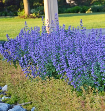 Cats Meow Catmint