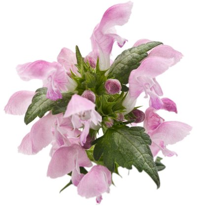 Pink Chablis Dead Nettle