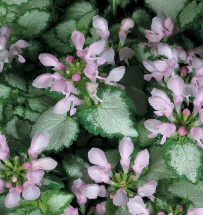 Pink Chablis Dead Nettle