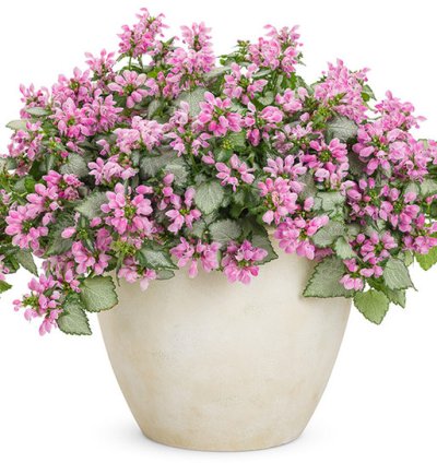 Pink Chablis Dead Nettle