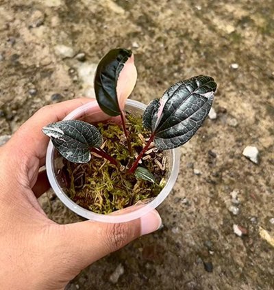 Piper Red Spider Mutation Variegated Rare Live Exotic Tropical Plant – Easy Care Indoor/Outdoor