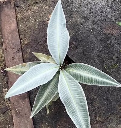 Labisia Snow White Live Exotic Tropical Foliage Plant – Easy Care Indoor/Outdoor