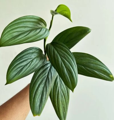 Scindapsus Porakenesis Silver Live Exotic Tropical Foliage Plant – Easy Care Indoor/Outdoor Aroid
