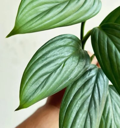 Scindapsus Porakenesis Silver Live Exotic Tropical Foliage Plant – Easy Care Indoor/Outdoor Aroid