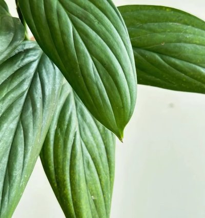 Scindapsus Porakenesis Silver Live Exotic Tropical Foliage Plant – Easy Care Indoor/Outdoor Aroid