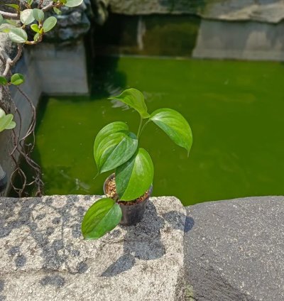 Scindapsus Longispitatus Green On Green Live Exotic Tropical Foliage Plant – Easy Care Indoor/Outdoor Aroid