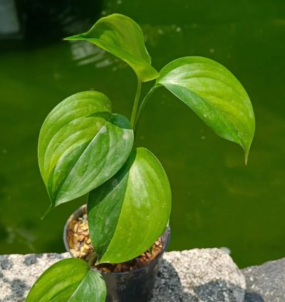 Scindapsus Longispitatus Green On Green Live Exotic Tropical Foliage Plant – Easy Care Indoor/Outdoor Aroid