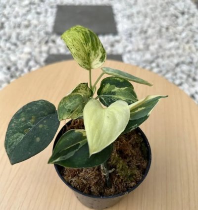Scindapsus Black Satin Variegated Live Exotic Tropical Foliage Plant – Easy Care Indoor/Outdoor Unique Aroid