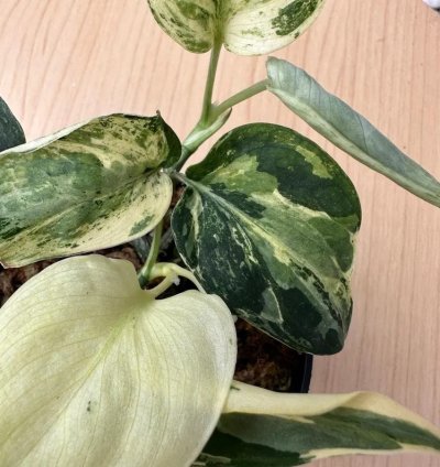 Scindapsus Black Satin Variegated Live Exotic Tropical Foliage Plant – Easy Care Indoor/Outdoor Unique Aroid