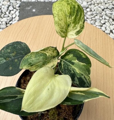 Scindapsus Black Satin Variegated Live Exotic Tropical Foliage Plant – Easy Care Indoor/Outdoor Unique Aroid