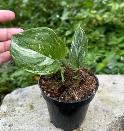 Scindapsus Treubi Galaxy Medium Size Variegated Live Exotic Tropical Foliage Plant – Easy Care Indoor/Outdoor Aroid