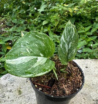 Scindapsus Treubi Galaxy Medium Size Variegated Live Exotic Tropical Foliage Plant – Easy Care Indoor/Outdoor Aroid