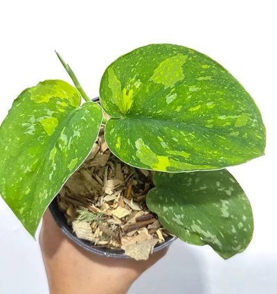 Scindapsus Baticon Variegated Live Exotic Tropical Foliage Plant – Easy Care Indoor/Outdoor Unique Aroid