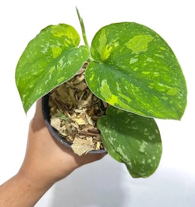 Scindapsus Baticon Variegated Live Exotic Tropical Foliage Plant – Easy Care Indoor/Outdoor Unique Aroid
