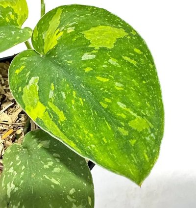 Scindapsus Baticon Variegated Live Exotic Tropical Foliage Plant – Easy Care Indoor/Outdoor Unique Aroid